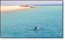 Delphine am Strand des Hilton Nuweiba