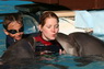 Dolphins in Sharm el Sheikh -  Sinai